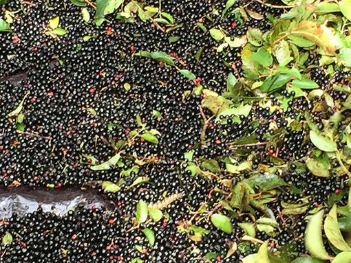 Maqui-berry-Beneficios-y-usos-esenciales-para-tu-salud-diaria Nativ For Life