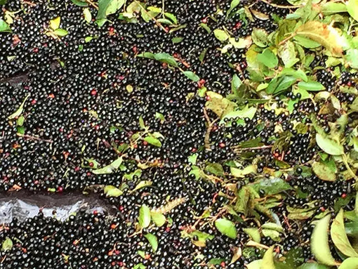 Maqui-berry-Beneficios-y-usos-esenciales-para-tu-salud-diaria Nativ For Life