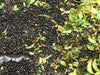 Maqui-berry-Beneficios-y-usos-esenciales-para-tu-salud-diaria Nativ For Life