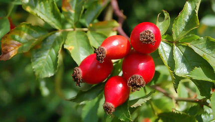 Rosa Mosqueta polvo liofilizado - Nativ For Life