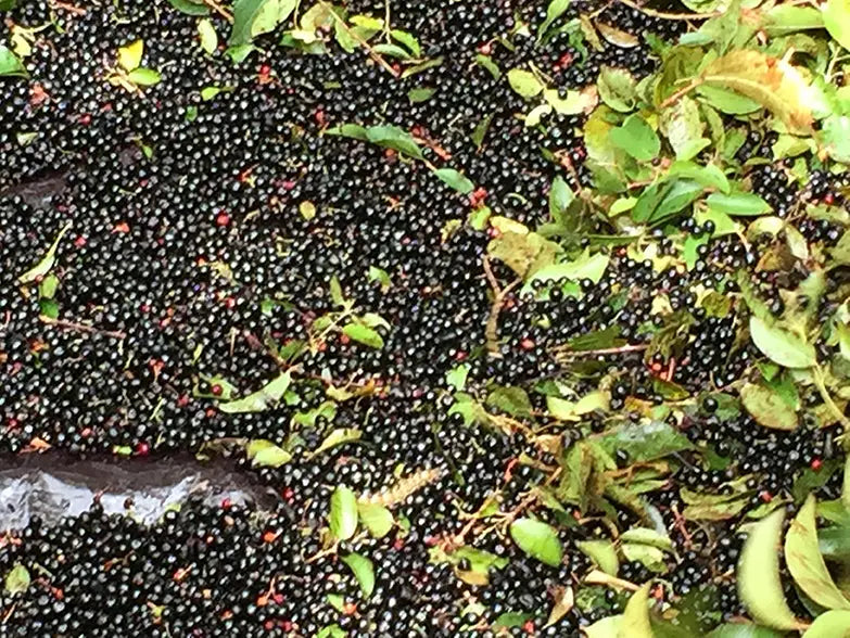 Maqui berry Aristotelia chilensis