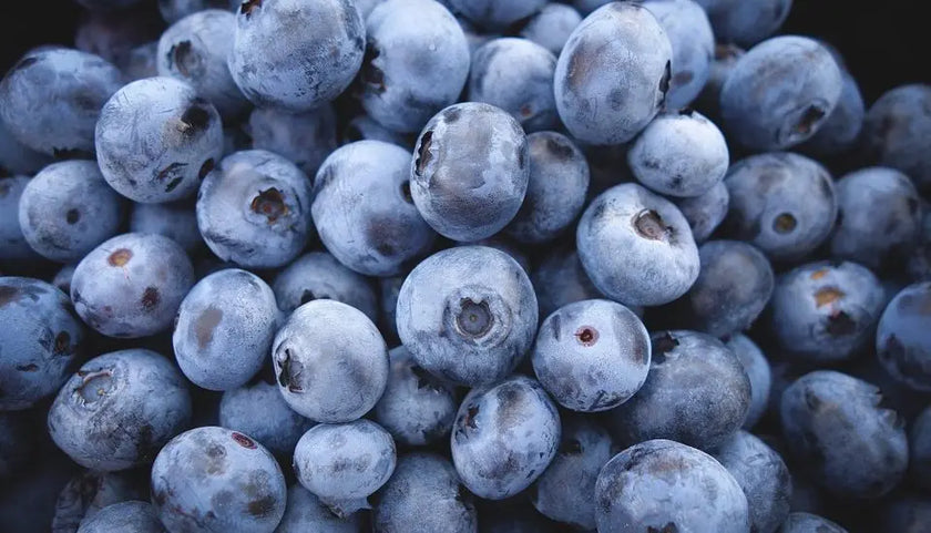 Arándanos orgánicos en polvo concentrado Nativ For Life