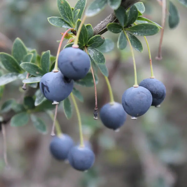 Calafate polvo liofilizado - Nativ For Life