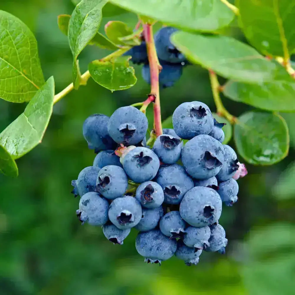 Blueberry en polvo Nativ For Life