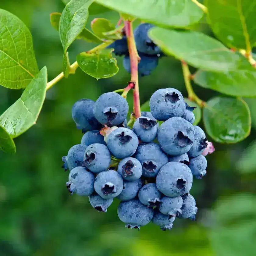 Blueberry en polvo Nativ For Life
