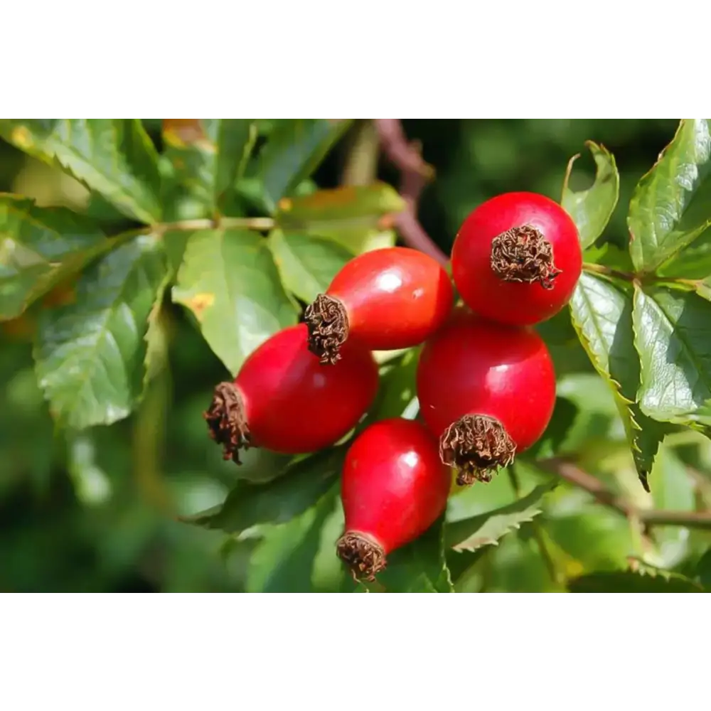 Dúo Cranberry Rosa Nativ For Life