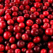 Cranberry polvo liofilizado Nativ For Life