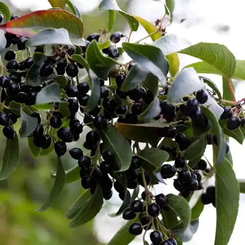 ⭐️Maqui polvo liofilizado⭐️ Nativ For Life