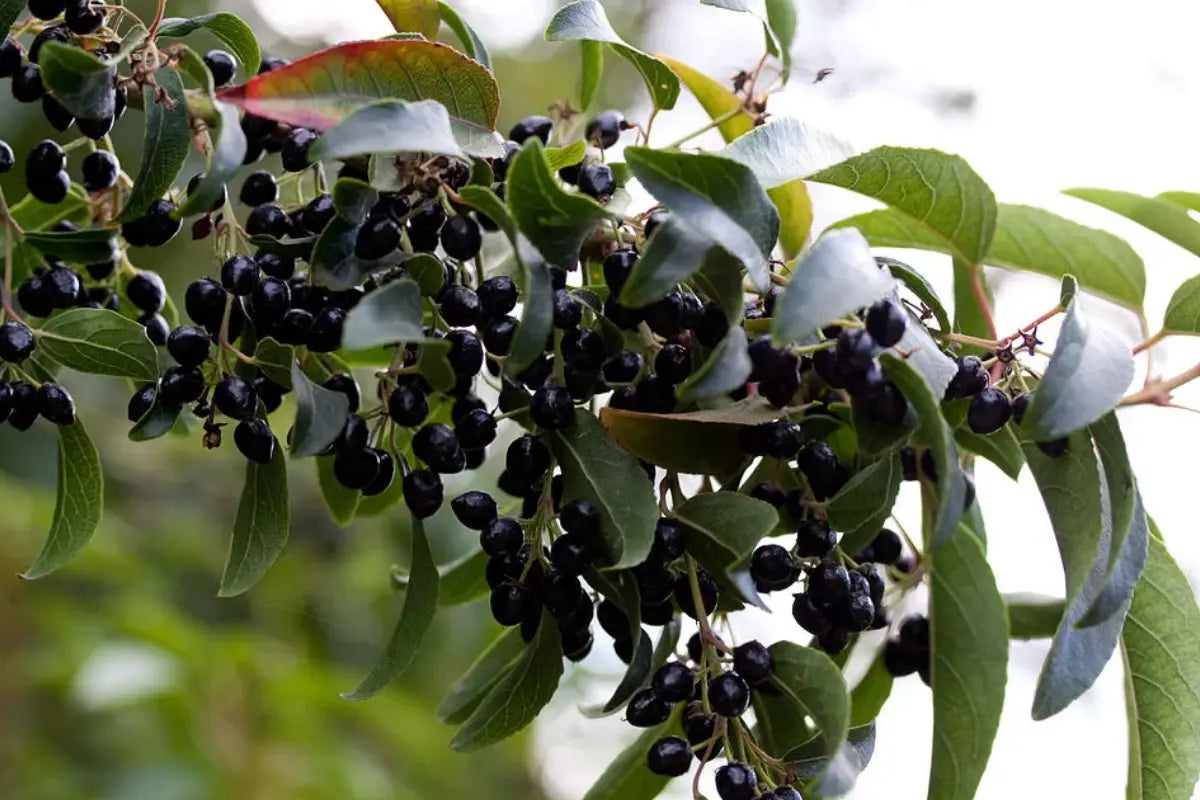 Dúo Maqui Rosa Mosqueta Nativ For Life