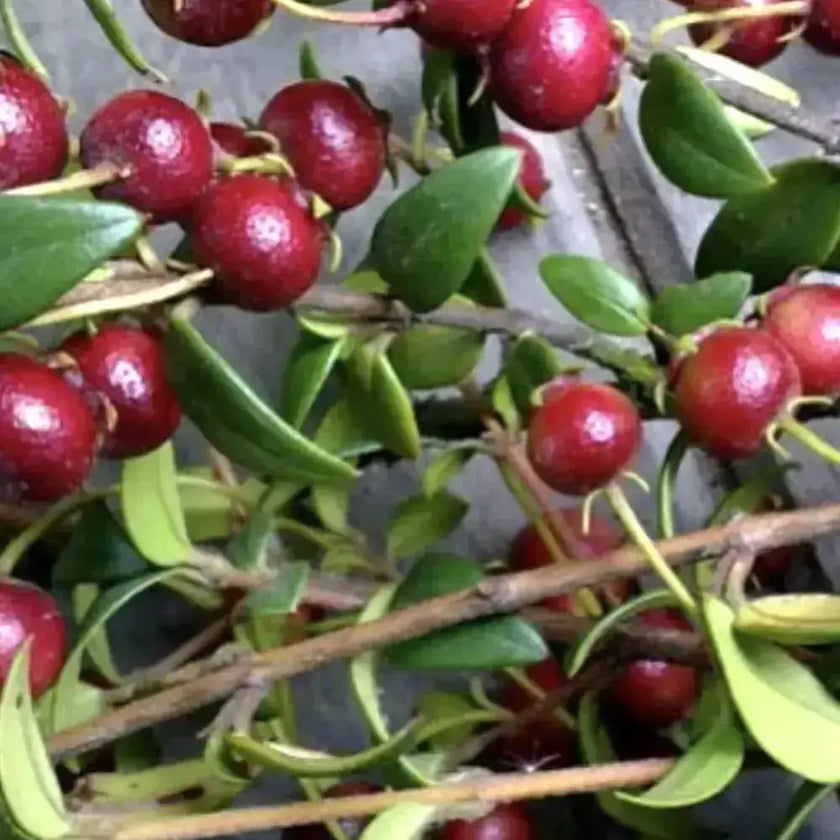 Murta en polvo Nativ For Life