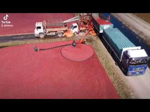 cranberry, arándano, rojo, polvo liofilizado, sin gluten, natural