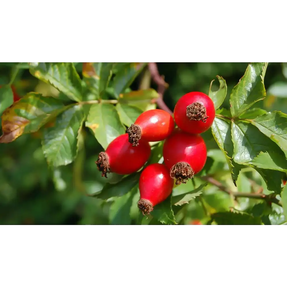 Rosa Mosqueta polvo liofilizado - Nativ For Life