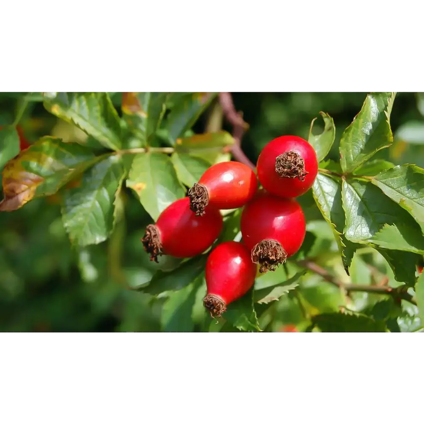 Rosa Mosqueta polvo liofilizado - Nativ For Life