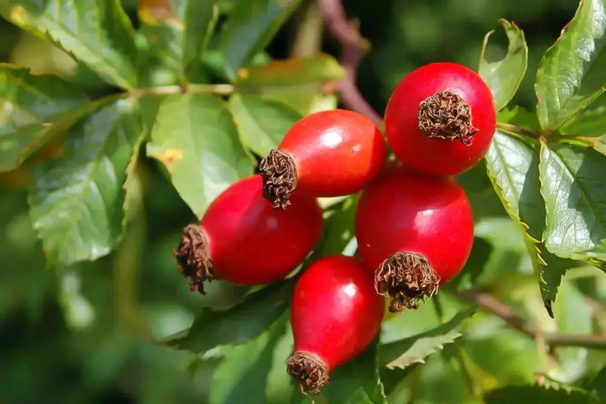 Dúo Rosa Mosqueta Nativ For Life