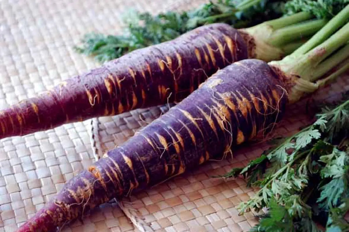 Dúo Zanahoria Blueberry Nativ For Life