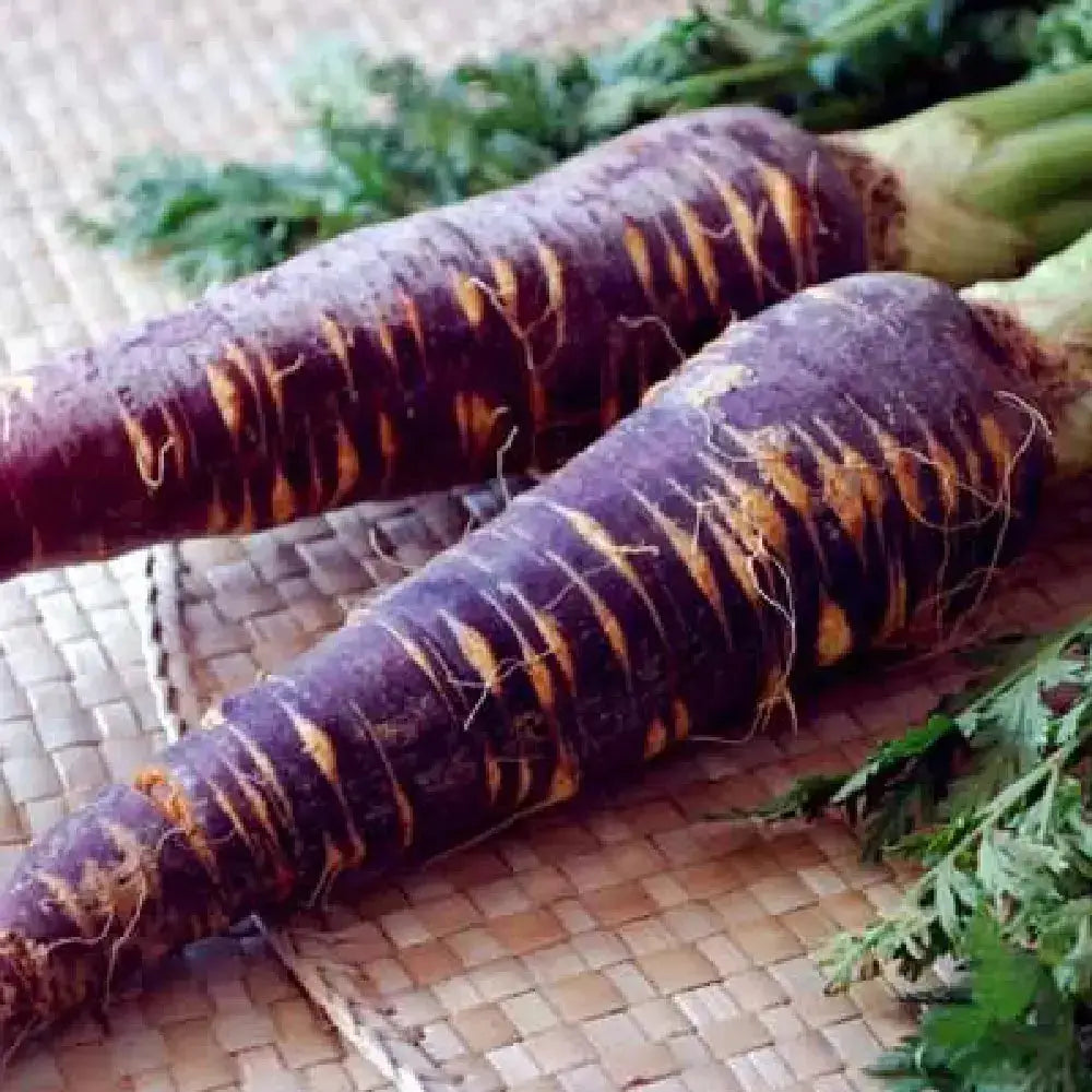 Zanahoria Morada en polvo Nativ For Life